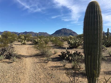 Meet The Beautiful Sonoran Desert In Tucson