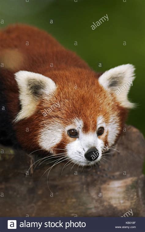 Red Panda Ailurus Fulgens Portrait Stock Photo Alamy