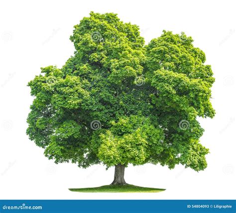 Green Maple Tree Isolated On White Background Stock Image Image Of