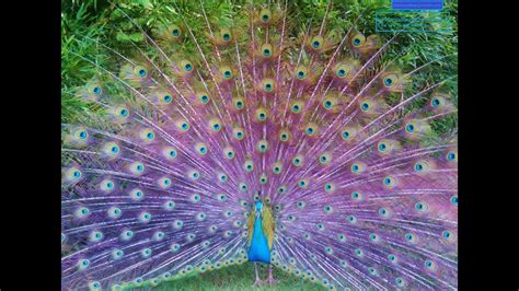 How To Colour Peacock Animal Body Coverings Feathers The Term