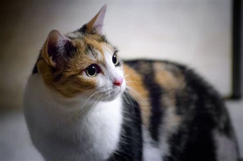 In folklore, calicos are revered worldwide for their good luck. Cute Pictures of Calico Cats and Kittens