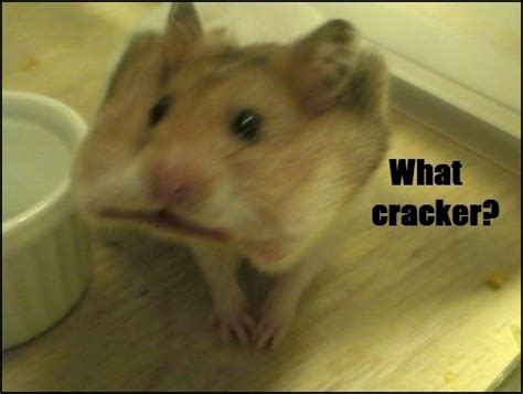 Funny Hamsters Ecards For Facebook