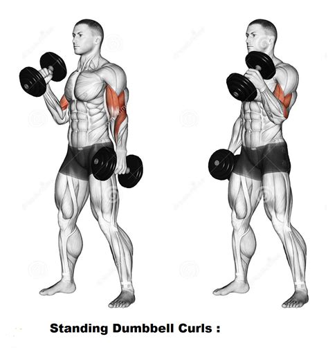 Best Dumbbell Exercises For Biceps Bodydulding