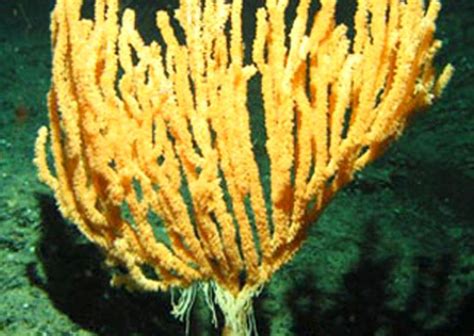 Newly Discovered Deep Sea Corals Smithsonian Ocean