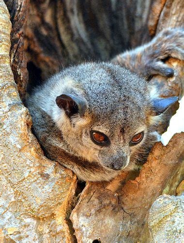 Sportive Lemur Berenty Private Reserve Southern Madagascar