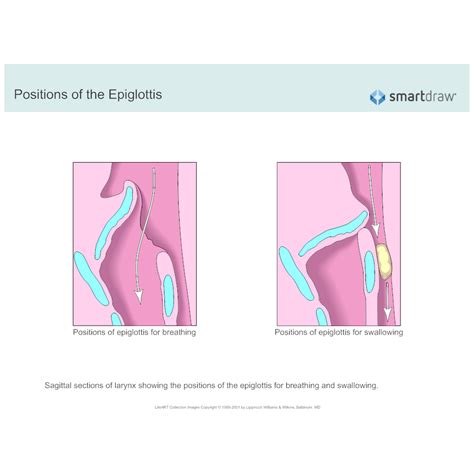 Positions Of The Epiglottis
