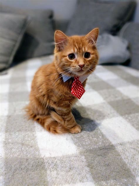 Office Cat Rkittens