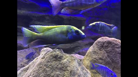 Amazing 90 Gallon Lake Malawi African Cichlid Tank Nimbochromis