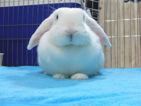 Holland Lop Blue Eyed White Bunny Rabbit Usa Rabbit Bunny Rabbit