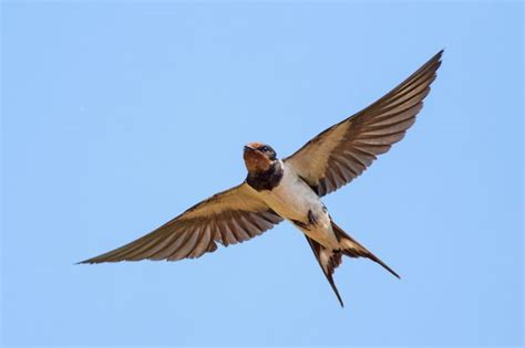 Păsări Călătoare Păsări Migratoare Care Se întorc Primăvara Libertatea