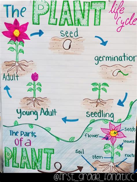 The Plant Life Cycle Anchor Chart Plants Anchor Charts Plant Life