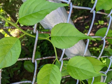 Below you will find a points of interest ● shoe organizer repurposed as vertical planter ● healthy herb garden ● pea gravel garden ground cover ● horizontal wooden. Plant ID forum: Vine covering chain link fence - Garden.org