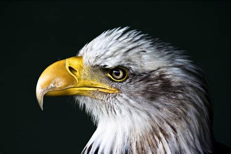 Eagle Bird Beak Welovesolo