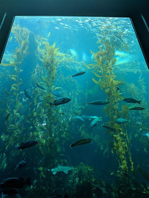 Spent The Day At Monterey Bay Aquarium Yesterday Their Kelp Forest