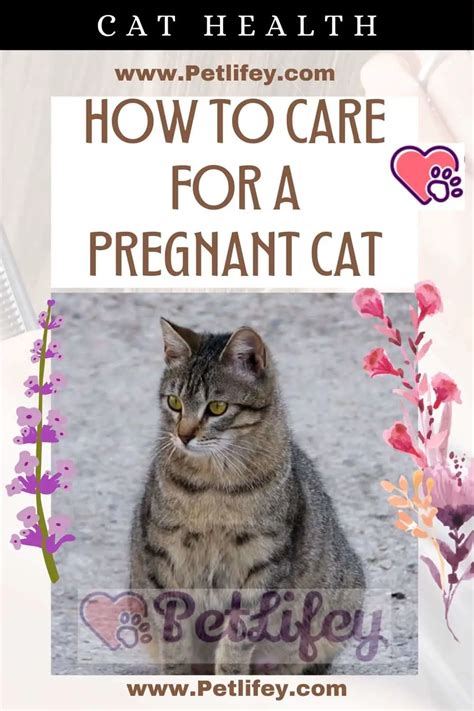 How To Care For A Pregnant Cat Pet Lifey