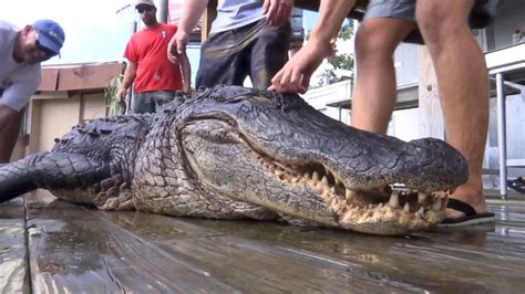Man Who Caught 750 Pound Gator We Needed A Bigger Boat Abc News