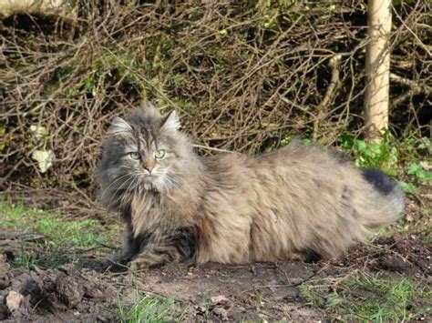 40 Norwegian Forest Cat Facts That You Never Knew About Facts Bridage