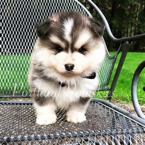 Lancaster puppies has standard and mini pomsky puppies for sale in pa, as well as ohio, indiana, and new york. world's finest pomskies | Alaska dog, Designer dogs breeds ...