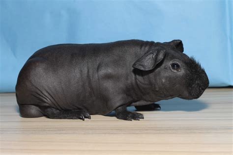 Adorable Hairless ‘skinny Pigs Are Lab Rodents That Look Just Like