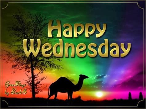 Happy Wednesday Camel Pictures, Photos, and Images for Facebook, Tumblr 