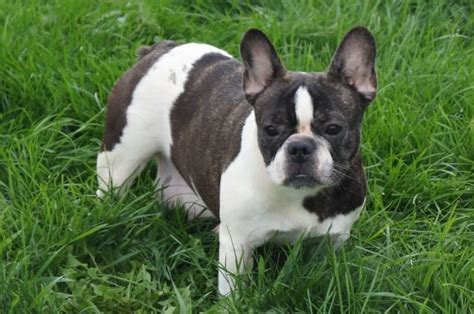 An experience or period of serene and carefree happiness, usually in beautiful surroundings and often idealized. French Bulldog Puppies For Sale in Indiana & Chicago ...