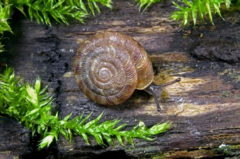 A Simple Guide To Britains Snails Country Life