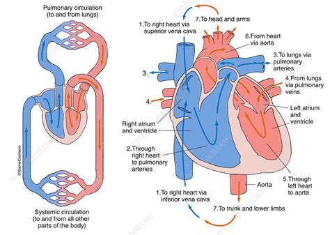 Human Circulatory System Labelled Illustration Stock Image C