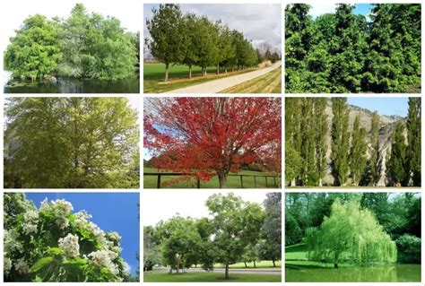 10 Fast Growing Trees That Thrive In Usda Zone 8