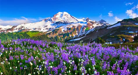 Flower Valley In Mountain Wallpaper Wallpapersxplore