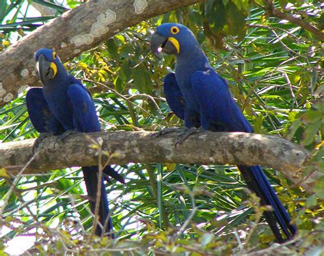 Hyacinth Macaw Big Animals