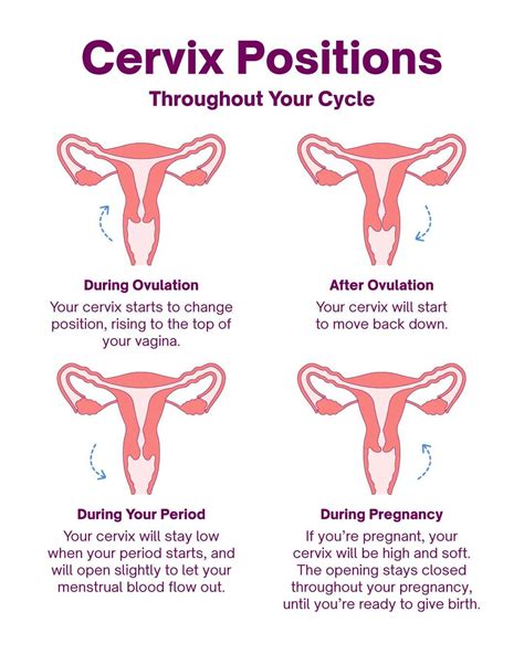 cervix positions what they mean and how to check them