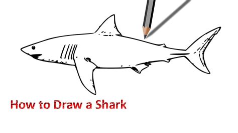 Easy Shark Drawing At Getdrawings Free Download