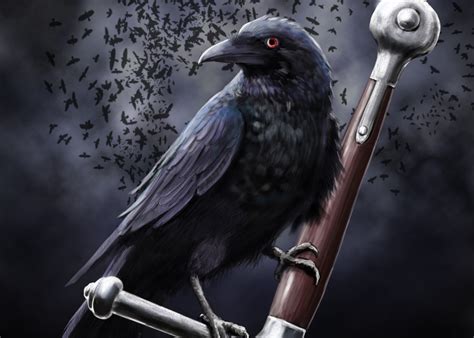 Crow Hd Wallpapers And Backgrounds