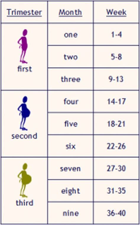 How Many Is 29 Weeks In Months For Pregnancy Pregnancywalls