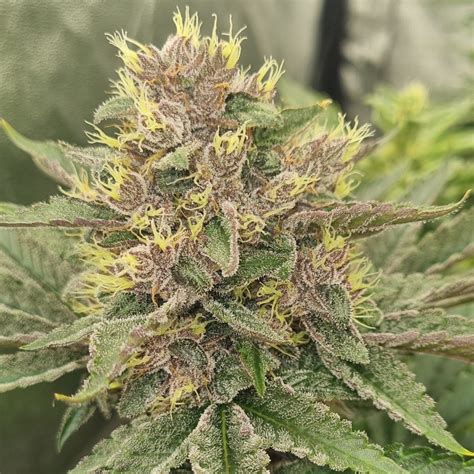 Purple Og Huba Seed Bank