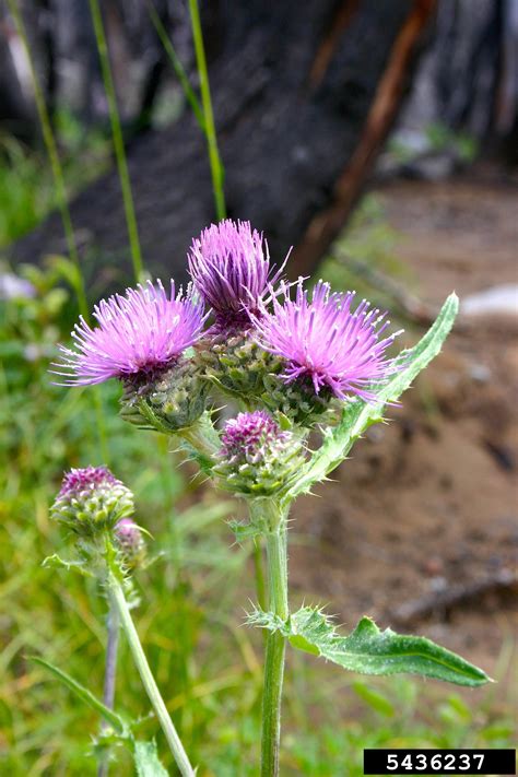 Think Twice Before Killing Those Thistles Thistle Identification