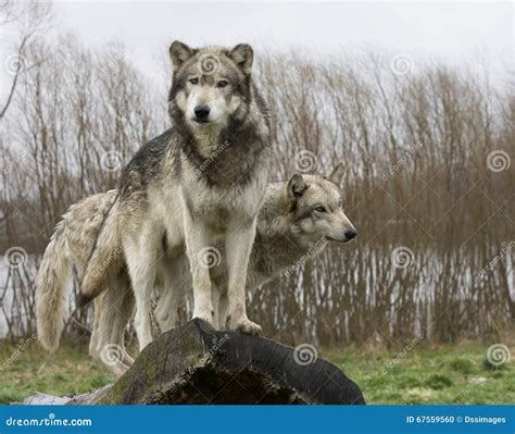 Two Wolves On A Log Stock Photo Image Of Wolf Danger 67559560