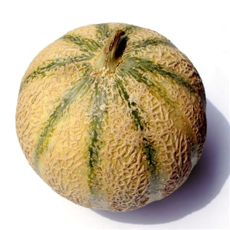 Types Of Melons 20 Melon Varieties That You Should Know Morflora