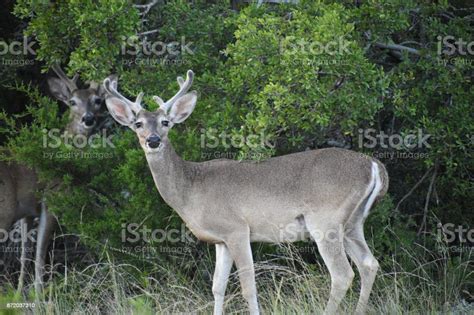 White Tail Buck Deer Stock Photo Download Image Now Animal Animal