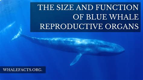 The Size And Function Of Blue Whale Genitalia Reproductive Organs
