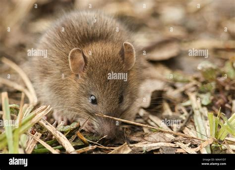 Brown Rats Rattus Norvegicus Baby Hi Res Stock Photography And Images