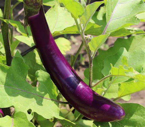 Harmony Valley Farm Vegetable Feature Eggplant