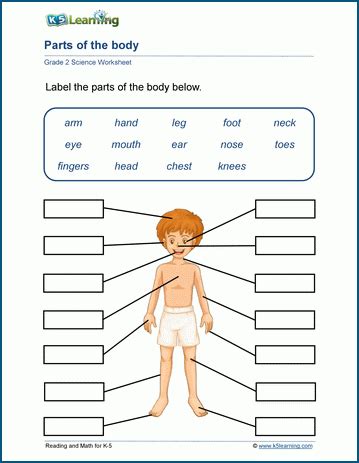 Human Body Parts Worksheets K5 Learning