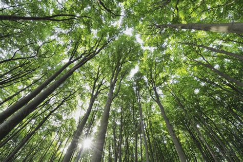 Mecklenburg Western Pomerania Ground View Of Beech Trees In Forest