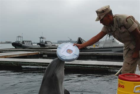 Dvids Images Us Navy Marine Mammal Program