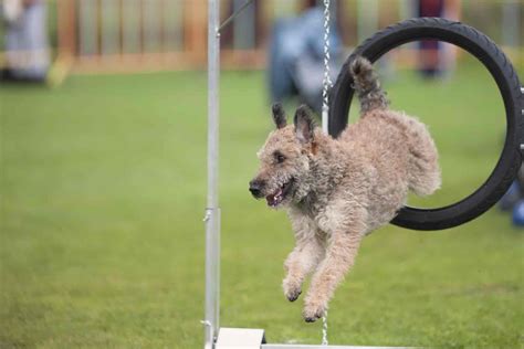 How To Train Your Dog To Jump Through A Hoop Wag