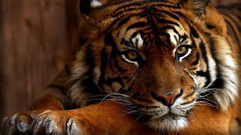 Download Free Bengal Tiger Wallpaper
