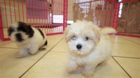 Puppies For Sale Local Breeders Fantastic Teddy Bear Puppies For Sale