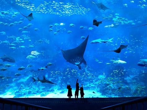 Sea Aquarium Singapore Timings Safari Cost Best Time To Visit