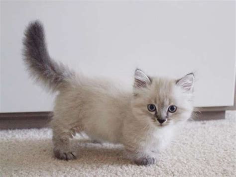 45 Awesome Munchkin Kitten Pictures And Photos